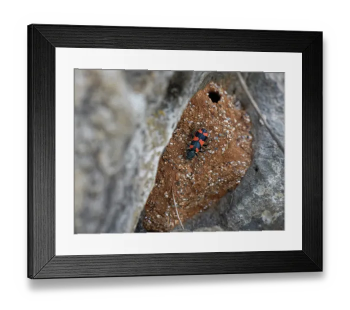 Framed Print : Bee beetle / Bee-wolf (Trichodes apiarius) a nest parasite of bees, on nest of a Black mud bee / Wall bee (Megachile parietina), Corfu, Greece. May Framed Print : Bee beetle / Bee-wolf (Trichodes apiarius) a nest parasite of bees, on nest of a Black mud bee / Wall bee (Megachile parietina), Corfu, Greece. May