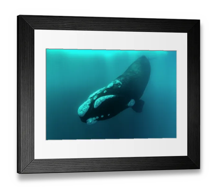 Framed Print : Southern right whale (Eubalaena australis) swimming underwater, Golfo Nuevo, Peninsula Valdez, Chubut Province, Argentina, Atlantic Ocean Framed Print : Southern right whale (Eubalaena australis) swimming underwater, Golfo Nuevo, Peninsula Valdez, Chubut Province, Argentina, Atlantic Ocean