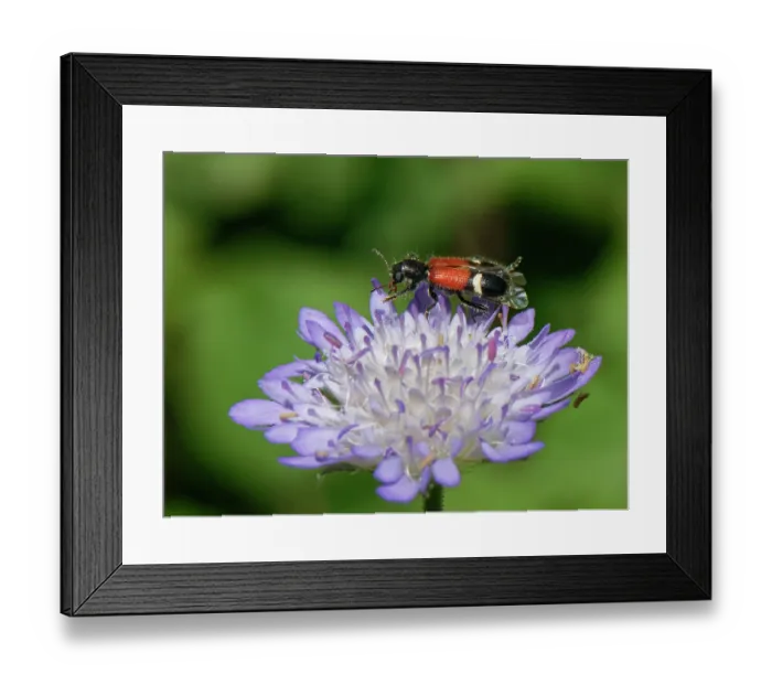 Framed Print : Checkered beetle (Tilloidea unifasciata) foraging on a Sweet scabious (Scabiosa atropurpurea) flowerhead, Corfu, Greece. May Framed Print : Checkered beetle (Tilloidea unifasciata) foraging on a Sweet scabious (Scabiosa atropurpurea) flowerhead, Corfu, Greece. May
