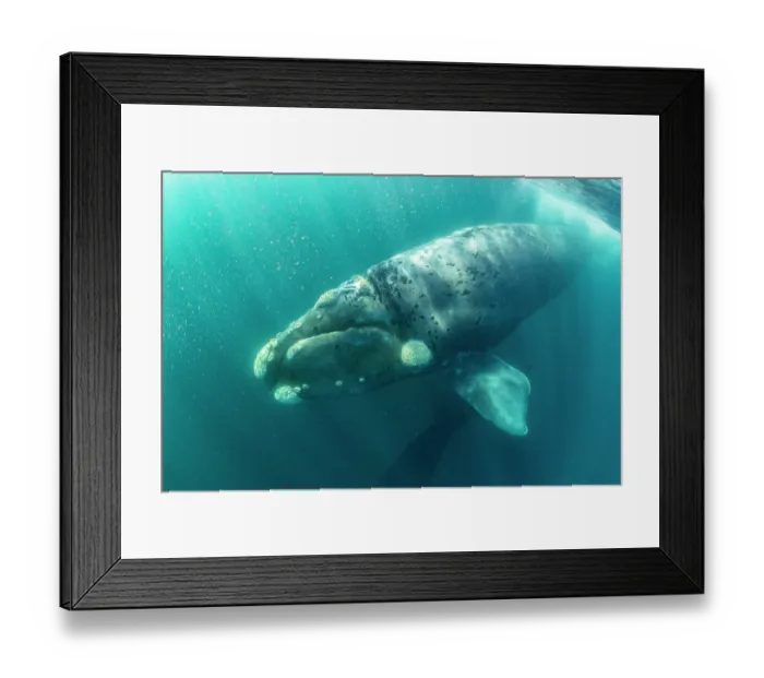 Framed Print : Southern right whale (Eubalaena australis) leucistic calf, swimming underwater, Golfo Nuevo, Peninsula Valdez, Chubut Province, Argentina, Atlantic Ocean Framed Print : Southern right whale (Eubalaena australis) leucistic calf, swimming underwater, Golfo Nuevo, Peninsula Valdez, Chubut Province, Argentina, Atlantic Ocean