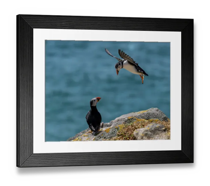 Framed Print : Atlantic puffin (Fratercula arctica) perched on cliff top with another landing, Great Saltee Island, County Wexford, Republic of Ireland. June Framed Print : Atlantic puffin (Fratercula arctica) perched on cliff top with another landing, Great Saltee Island, County Wexford, Republic of Ireland. June