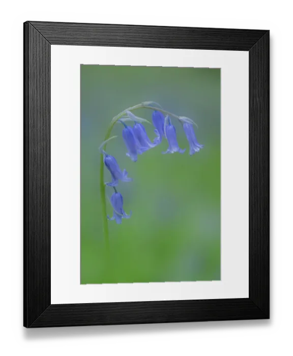 Framed Print : Bluebell (Hyacinthoides non-scripta) in flower in woodland, Clare Glen, County Armagh, Northern Ireland, UK. April Framed Print : Bluebell (Hyacinthoides non-scripta) in flower in woodland, Clare Glen, County Armagh, Northern Ireland, UK. April