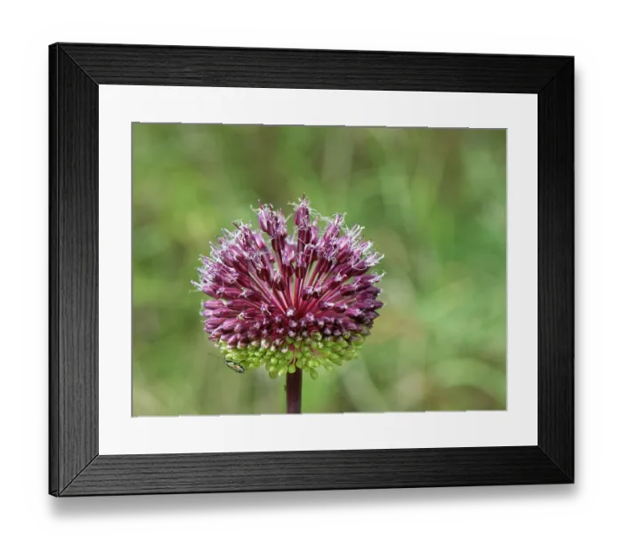 Framed Print : Maritime wild leek (Allium commutatum) flowering on a coastal hillside, Corfu, Greece. May Framed Print : Maritime wild leek (Allium commutatum) flowering on a coastal hillside, Corfu, Greece. May