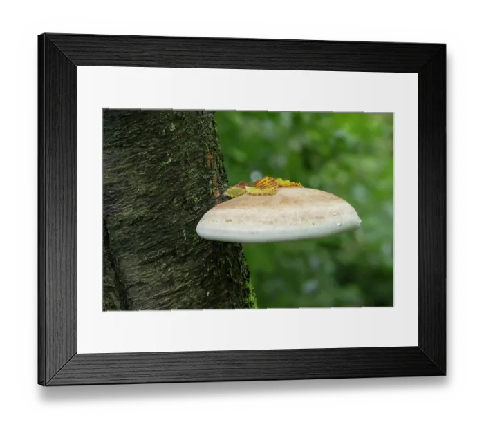 Framed Print : Birch polypore (Fomitopsis betulina) growing on tree trunk in woodland, Pomeroy Forest, north of Donaghmore, County Tyrone, Northern Ireland, UK. September Framed Print : Birch polypore (Fomitopsis betulina) growing on tree trunk in woodland, Pomeroy Forest, north of Donaghmore, County Tyrone, Northern Ireland, UK. September