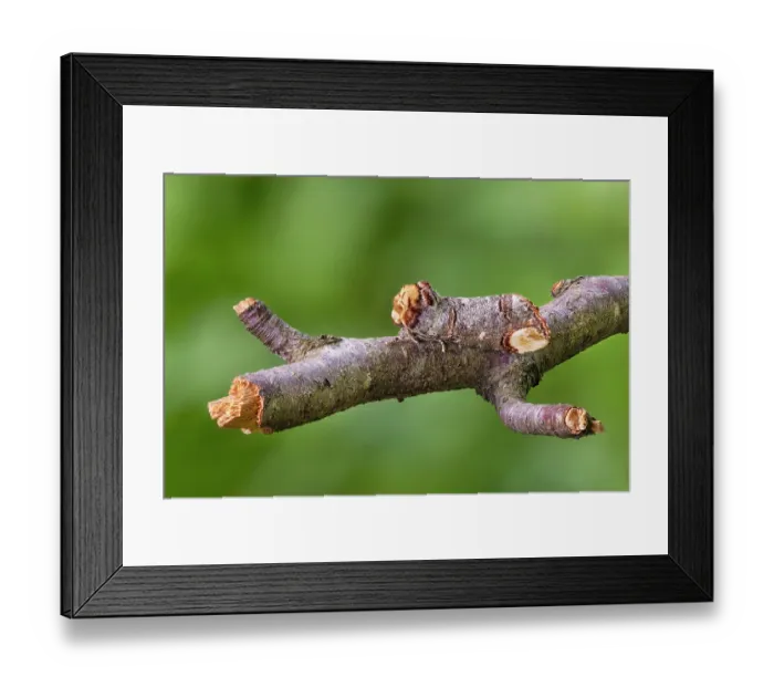 Framed Print : RF - Buff-tip moth (Phalera bucephala) camouflaged on a twig, Peak District National Park, Derbyshire, UK. May. Focus stacked Framed Print : RF - Buff-tip moth (Phalera bucephala) camouflaged on a twig, Peak District National Park, Derbyshire, UK. May. Focus stacked