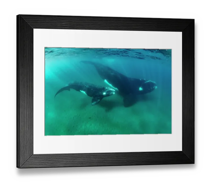 Framed Print : Southern right whales (Eubalaena australis) female and calf swimming together underwater, Golfo Nuevo, Peninsula Valdez, Chubut Province, Argentina, Atlantic Ocean Framed Print : Southern right whales (Eubalaena australis) female and calf swimming together underwater, Golfo Nuevo, Peninsula Valdez, Chubut Province, Argentina, Atlantic Ocean