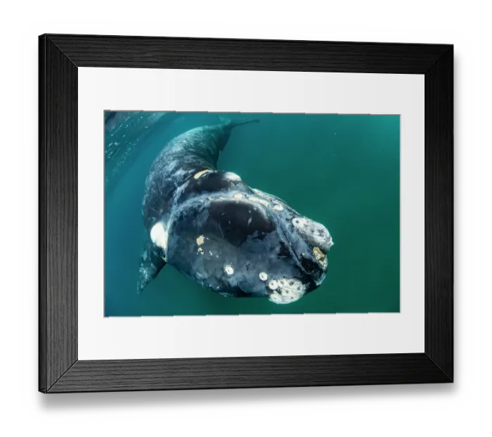 Framed Print : Southern right whale (Eubalaena australis) calf swimming underwater, Golfo Nuevo, Peninsula Valdez, Chubut Province, Argentina, Atlantic Ocean Framed Print : Southern right whale (Eubalaena australis) calf swimming underwater, Golfo Nuevo, Peninsula Valdez, Chubut Province, Argentina, Atlantic Ocean