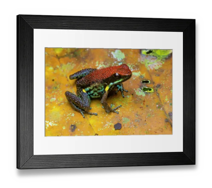 Framed Print : Ecuador poison frog (Ameerega bilinguis) portrait, Yasuní National Park, Amazonian Ecuador Framed Print : Ecuador poison frog (Ameerega bilinguis) portrait, Yasuní National Park, Amazonian Ecuador