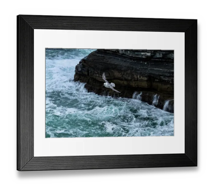 Framed Print : Fulmar (Fulmarus glacialis) in flight along coastal cliffs on the Wild Atlantic Way - Downpatrick Head, Ballycastle, County Mayo, Republic of Ireland. May Framed Print : Fulmar (Fulmarus glacialis) in flight along coastal cliffs on the Wild Atlantic Way - Downpatrick Head, Ballycastle, County Mayo, Republic of Ireland. May