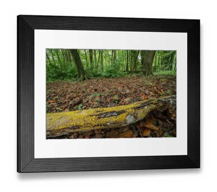 Framed Print : Yellow disco fungus (Bisporella citrina) growing on fallen log in woodland, Loughgall Country Park, County Armagh, Northern Ireland, UK. October Framed Print : Yellow disco fungus (Bisporella citrina) growing on fallen log in woodland, Loughgall Country Park, County Armagh, Northern Ireland, UK. October