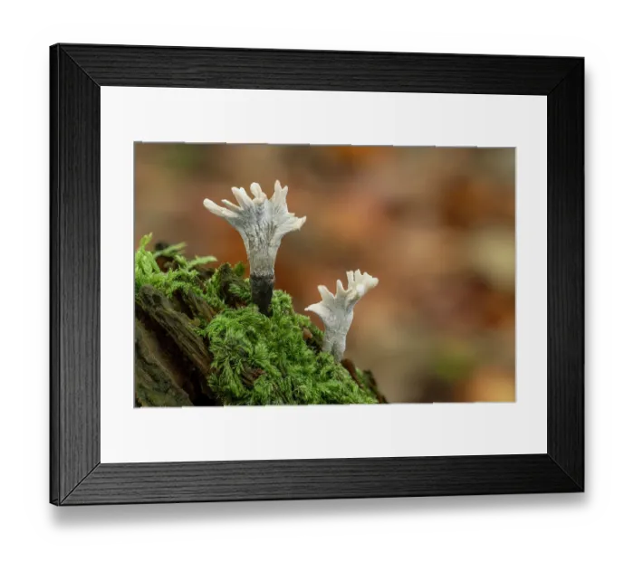 Framed Print : Candlesnuff fungus (Xylaria hypoxylon) growing on tree stump in mature mixed woodland, Gosford Forest Park, County Armagh, Northern Ireland, UK. November Framed Print : Candlesnuff fungus (Xylaria hypoxylon) growing on tree stump in mature mixed woodland, Gosford Forest Park, County Armagh, Northern Ireland, UK. November