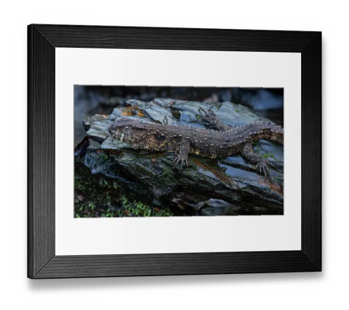 Framed Print : Chinese crocodile lizard (Shinisaurus crocodilurus) portrait. Controlled conditions Framed Print : Chinese crocodile lizard (Shinisaurus crocodilurus) portrait. Controlled conditions