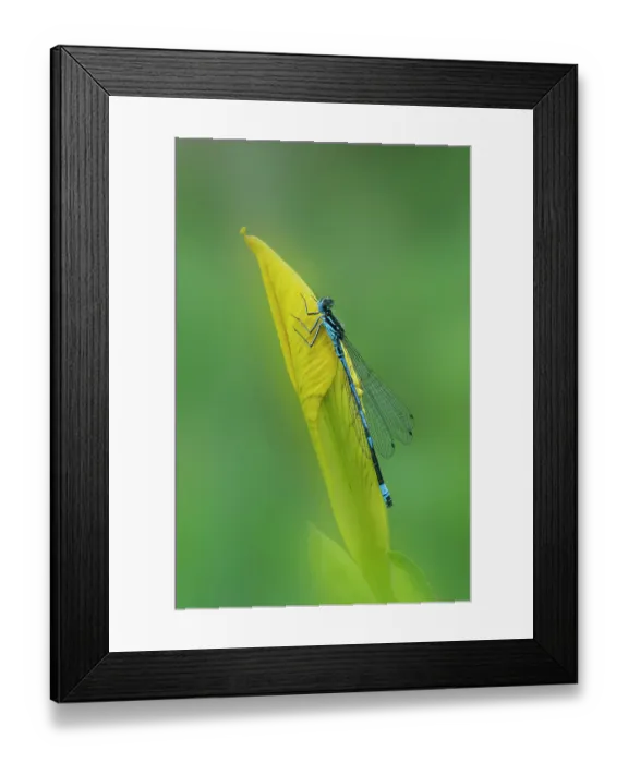 Framed Print : Variable damselfly (Coenagrion pulchellum) male resting on leaf, Brackagh Moss NNR, County Armagh, Northern Ireland, UK. May Framed Print : Variable damselfly (Coenagrion pulchellum) male resting on leaf, Brackagh Moss NNR, County Armagh, Northern Ireland, UK. May