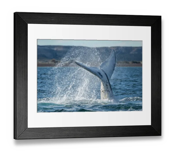 Framed Print : Southern right whale (Eubalaena australis) leucistic calf, lobtailing, Golfo Nuevo, Peninsula Valdez, Chubut Province, Argentina, Atlantic Ocean Framed Print : Southern right whale (Eubalaena australis) leucistic calf, lobtailing, Golfo Nuevo, Peninsula Valdez, Chubut Province, Argentina, Atlantic Ocean