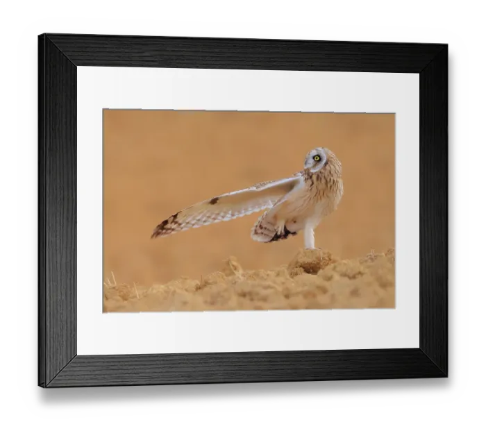 Framed Print : Short-eared owl (Asio flammeus) standing on one leg with a wing outstretched on fallow farmland, Valladolid, Spain. August Framed Print : Short-eared owl (Asio flammeus) standing on one leg with a wing outstretched on fallow farmland, Valladolid, Spain. August