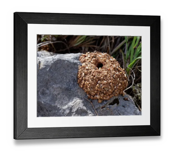Framed Print : Black mud bee / Wall bee (Megachile parietina) nest with active, open burrow, constructed from sand and small stones attached to limestone rock, Corfu, Greece. May Framed Print : Black mud bee / Wall bee (Megachile parietina) nest with active, open burrow, constructed from sand and small stones attached to limestone rock, Corfu, Greece. May