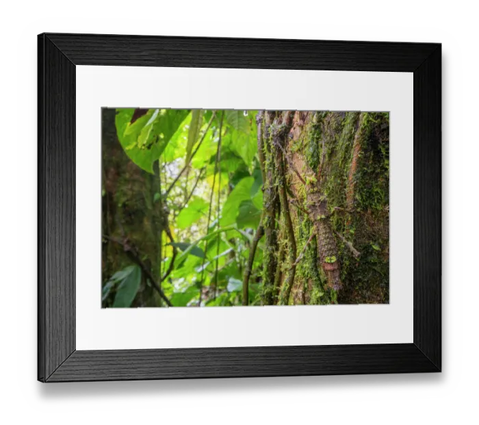 Framed Print : Moss-mimicking stick insect (Phasmatodea) camouflaged amongst cloud forest vegetation, Kapari cloud forest, Choco, Pacific slope, Ecuador Framed Print : Moss-mimicking stick insect (Phasmatodea) camouflaged amongst cloud forest vegetation, Kapari cloud forest, Choco, Pacific slope, Ecuador