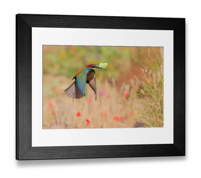 Framed Print : European bee-eater (Merops apiaster) in flight over meadow with butterfly prey in beak, Sierra de Grazalema Natural Park, Cadiz. Spain. June Framed Print : European bee-eater (Merops apiaster) in flight over meadow with butterfly prey in beak, Sierra de Grazalema Natural Park, Cadiz. Spain. June