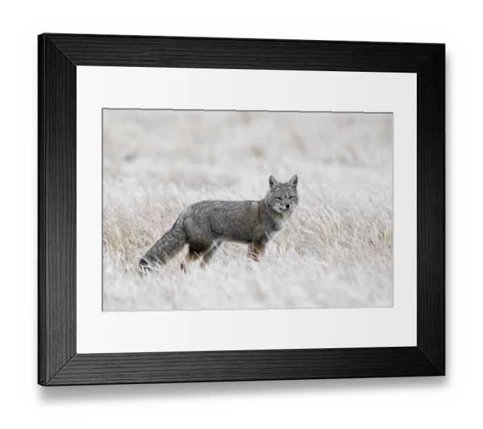 Framed Print : Darwin's fox (Lycalopex fulvipes) standing in long grass, Torres del Paine, Patagonia, Chile. Endangered Framed Print : Darwin's fox (Lycalopex fulvipes) standing in long grass, Torres del Paine, Patagonia, Chile. Endangered