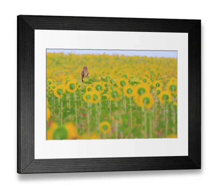 Framed Print : Short-eared owl (Asio flammeus) perched in a field of Sunflowers (Helianthus sp.) at sunset, Valladolid, Spain. August Framed Print : Short-eared owl (Asio flammeus) perched in a field of Sunflowers (Helianthus sp.) at sunset, Valladolid, Spain. August