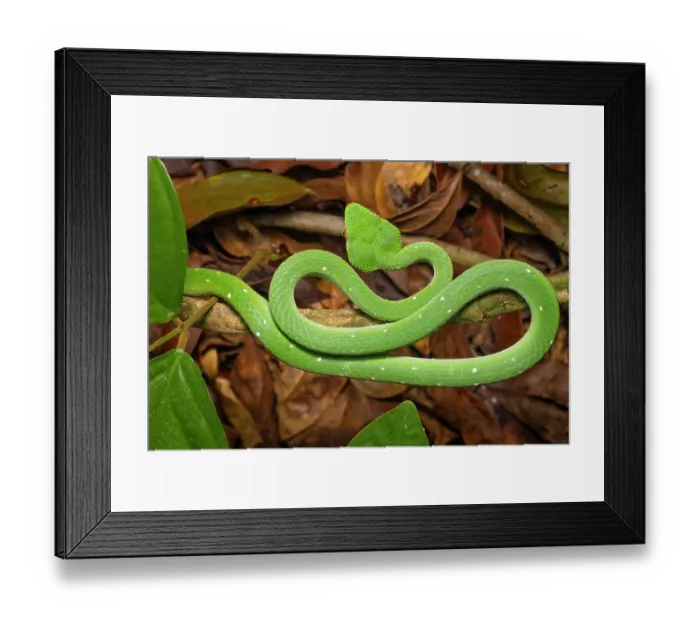 Framed Print : RF - Bornean keeled pit viper (Tropidolaemus subannulatus) juvenile male, portrait, Sandakan, Sabah, Borneo. (This image may be licensed either as rights managed or royalty free.) Framed Print : RF - Bornean keeled pit viper (Tropidolaemus subannulatus) juvenile male, portrait, Sandakan, Sabah, Borneo. (This image may be licensed either as rights managed or royalty free.)