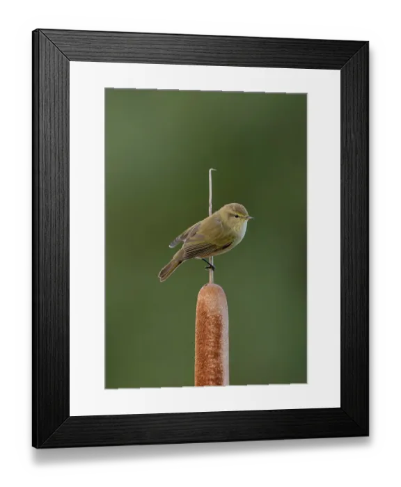 Framed Print : Common chiffchaff (Phylloscopus collybita) perched on Cattail (Typha sp.), north of Cantalejo, Segovia, Spain. November Framed Print : Common chiffchaff (Phylloscopus collybita) perched on Cattail (Typha sp.), north of Cantalejo, Segovia, Spain. November