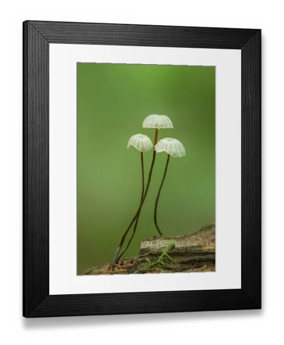 Framed Print : Collared parachute mushrooms (Marasmius rotula) in woodland, Gosford Forest Park, County Armagh, Northern Ireland, UK. July Framed Print : Collared parachute mushrooms (Marasmius rotula) in woodland, Gosford Forest Park, County Armagh, Northern Ireland, UK. July