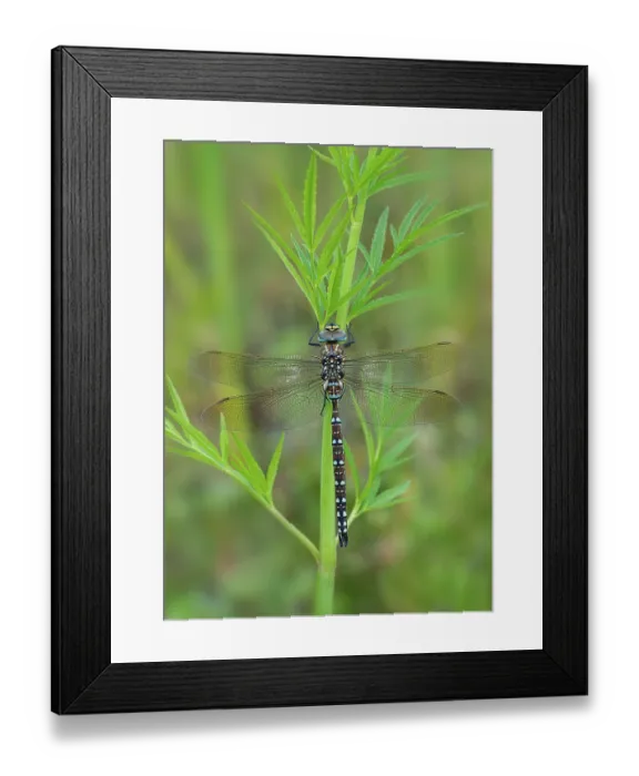 Framed Print : Common hawker (Aeshna juncea) male, resting on plant stem, Brackagh Moss NNR, County Armagh, Northern Ireland, UK. August Framed Print : Common hawker (Aeshna juncea) male, resting on plant stem, Brackagh Moss NNR, County Armagh, Northern Ireland, UK. August