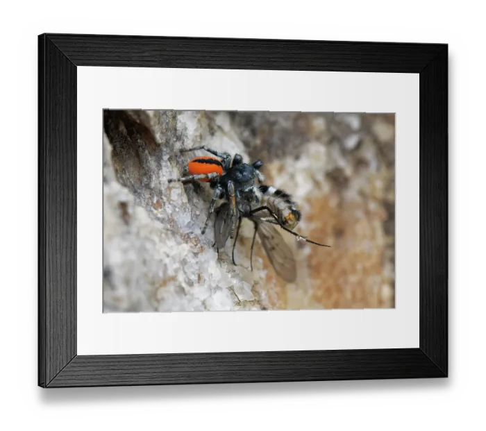 Framed Print : Red-bellied jumping spider (Philaeus chrysops) with Bee fly (Spogostylum tripunctatum) prey on coastal rocks, Corfu, Greece. May Framed Print : Red-bellied jumping spider (Philaeus chrysops) with Bee fly (Spogostylum tripunctatum) prey on coastal rocks, Corfu, Greece. May