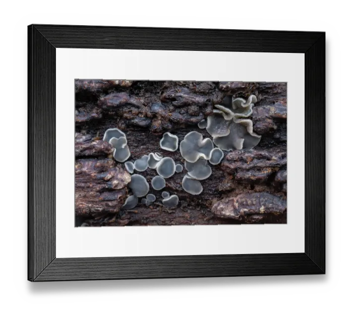 Framed Print : Common grey disco fungus (Mollisia cinerea) growing on decaying branch, Gosford Forest Park, County Armagh, Northern Ireland, UK. April Framed Print : Common grey disco fungus (Mollisia cinerea) growing on decaying branch, Gosford Forest Park, County Armagh, Northern Ireland, UK. April
