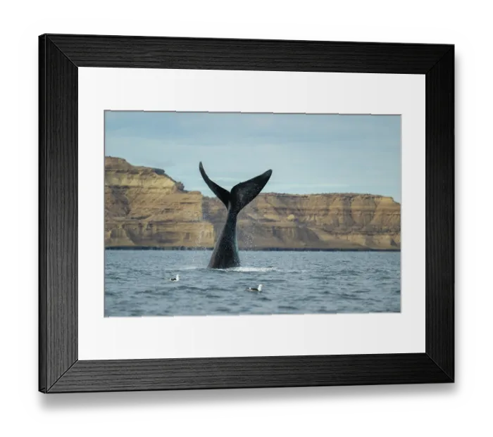Framed Print : Southern right whale (Eubalaena australis) lobtailing, Golfo Nuevo, Peninsula Valdez, Chubut Province, Argentina, Atlantic Ocean Framed Print : Southern right whale (Eubalaena australis) lobtailing, Golfo Nuevo, Peninsula Valdez, Chubut Province, Argentina, Atlantic Ocean