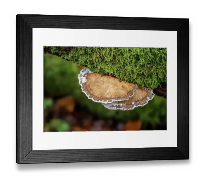 Framed Print : Thin-walled maze polypore (Daedaleopsis confragosa) growing on branch, Clandyboye Estate, County Down, Northern Ireland, UK. November Framed Print : Thin-walled maze polypore (Daedaleopsis confragosa) growing on branch, Clandyboye Estate, County Down, Northern Ireland, UK. November