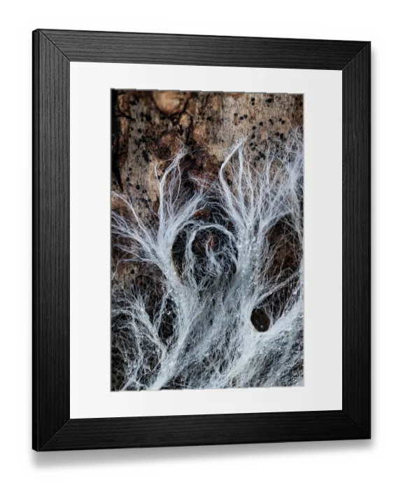 Framed Print : Fungal mycelium network fibres Growing on decaying beech log, Gosford Forest Park, County Armagh, Northern Ireland, UK. April Framed Print : Fungal mycelium network fibres Growing on decaying beech log, Gosford Forest Park, County Armagh, Northern Ireland, UK. April