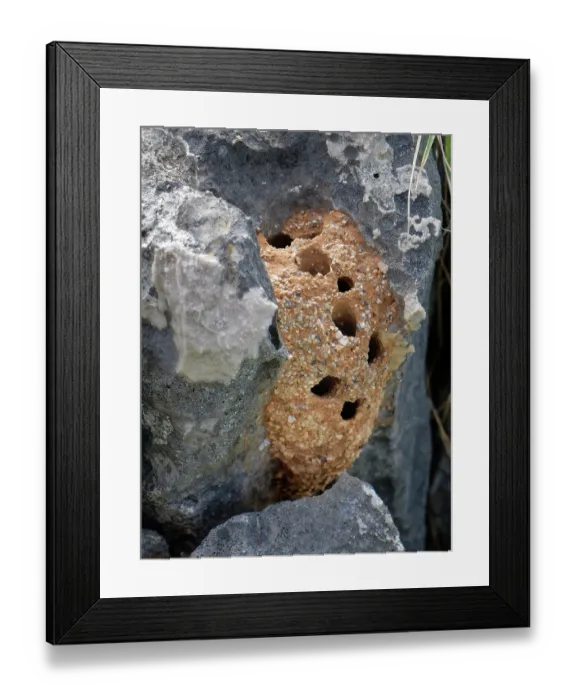 Framed Print : Black mud bee  /  Wall bee (Megachile parietina) nest with emergence holes, constructed from sand and small stones attached to limestone rock, Corfu, Greece. May