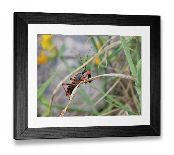Framed Print : Red assassin bug (Rhinocoris iracundus) with a small beetle prey impaled on its rostrum among coastal vegetation, Corfu, Greece. May Framed Print : Red assassin bug (Rhinocoris iracundus) with a small beetle prey impaled on its rostrum among coastal vegetation, Corfu, Greece. May