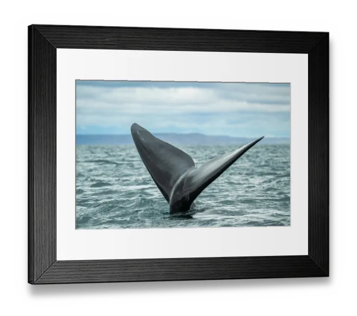 Framed Print : Southern right whale (Eubalaena australis) tail fluke, 'Sailing' tail up is a way to keep the body underwater, Golfo Nuevo, Peninsula Valdez, Chubut Province, Argentina Framed Print : Southern right whale (Eubalaena australis) tail fluke, 'Sailing' tail up is a way to keep the body underwater, Golfo Nuevo, Peninsula Valdez, Chubut Province, Argentina