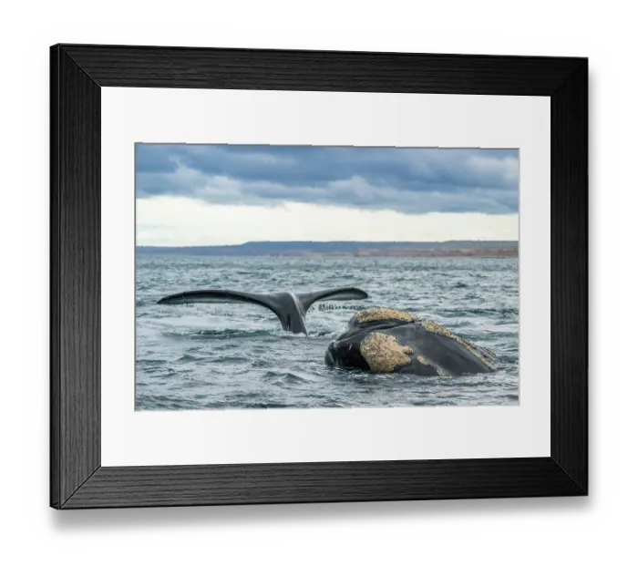 Framed Print : Southern right whale (Eubalaena australis) at water surface, showing both rostrum and tail fluke while arching its back, Golfo Nuevo, Peninsula Valdez, Chubut Province, Argentina Framed Print : Southern right whale (Eubalaena australis) at water surface, showing both rostrum and tail fluke while arching its back, Golfo Nuevo, Peninsula Valdez, Chubut Province, Argentina