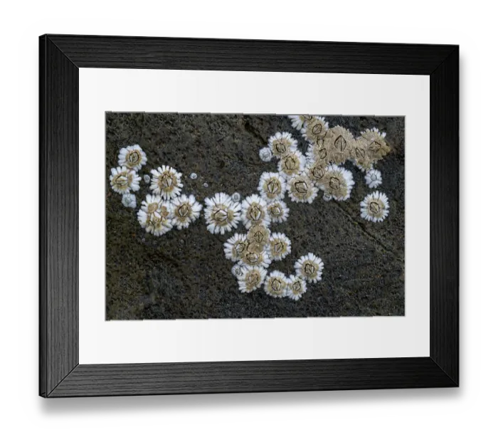 Framed Print : Acorn barnacles (Semibalanus balanoides) on rock, Ballyhenry Bay, Strangford Lough, County Down, Northern Ireland, UK. June Framed Print : Acorn barnacles (Semibalanus balanoides) on rock, Ballyhenry Bay, Strangford Lough, County Down, Northern Ireland, UK. June