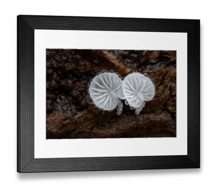 Framed Print : Dewdrop bonnet (Hemimycena tortuosa) growing on fallen log, Peatlands and Annagarriff Wood NNR, County Armagh, Northern Ireland, UK. November Framed Print : Dewdrop bonnet (Hemimycena tortuosa) growing on fallen log, Peatlands and Annagarriff Wood NNR, County Armagh, Northern Ireland, UK. November