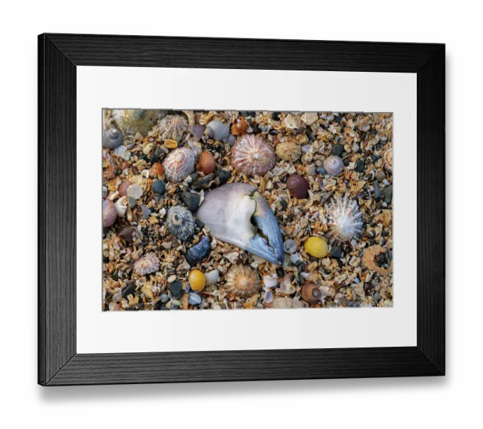 Framed Print : Crab claw buried in the sand at low tide, Killard Point NNR, County Down, Northern Ireland, UK. May Framed Print : Crab claw buried in the sand at low tide, Killard Point NNR, County Down, Northern Ireland, UK. May