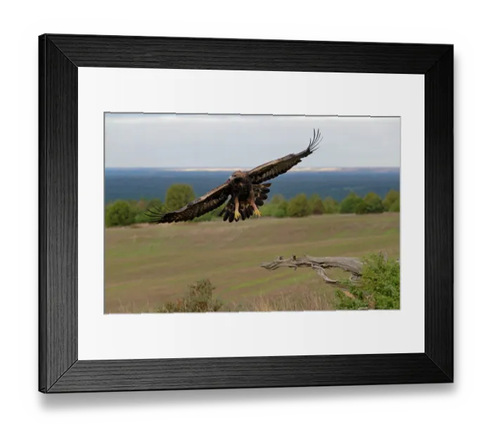 Framed Print : Golden eagle (Aquila chrysaetos) in flight, Duraton River Gorges Natural Park, Castilla y Leon, Spain. November Framed Print : Golden eagle (Aquila chrysaetos) in flight, Duraton River Gorges Natural Park, Castilla y Leon, Spain. November