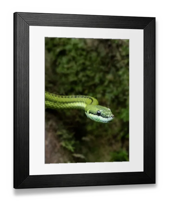 Framed Print : Baron's green racer (Philodryas baroni) portrait, South America. Controlled conditions Framed Print : Baron's green racer (Philodryas baroni) portrait, South America. Controlled conditions