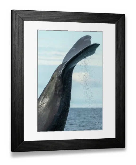 Framed Print : Southern right whale (Eubalaena australis) lobtailing, Golfo Nuevo, Peninsula Valdez, Chubut Province, Argentina, Atlantic Ocean Framed Print : Southern right whale (Eubalaena australis) lobtailing, Golfo Nuevo, Peninsula Valdez, Chubut Province, Argentina, Atlantic Ocean