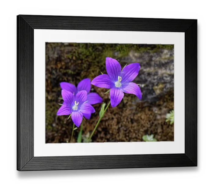 Framed Print : Branched bellflower (Campanula ramosissima) flowering on a coastal rock face, Corfu, Greece. May Framed Print : Branched bellflower (Campanula ramosissima) flowering on a coastal rock face, Corfu, Greece. May