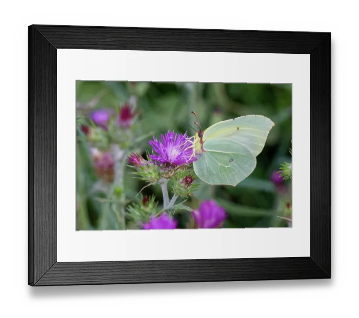 Framed Print : Common brimstone (Gonepteryx rhamni) nectaring on a thistle flowerhead, Corfu, Greece. May Framed Print : Common brimstone (Gonepteryx rhamni) nectaring on a thistle flowerhead, Corfu, Greece. May