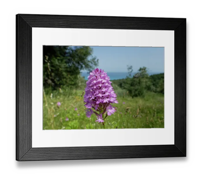 Framed Print : Pyramidal orchid (Anacamptis pyramidalis) flowering on grassland among olive groves, near Cape Drastis, Corfu, Greece. May Framed Print : Pyramidal orchid (Anacamptis pyramidalis) flowering on grassland among olive groves, near Cape Drastis, Corfu, Greece. May
