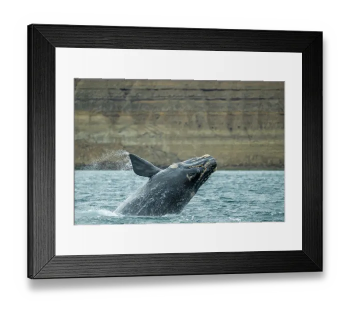 Framed Print : Southern right whale (Eubalaena australis) breaching. Golfo Nuevo, Peninsula Valdez, Chubut Province, Argentina, Atlantic Ocean Framed Print : Southern right whale (Eubalaena australis) breaching. Golfo Nuevo, Peninsula Valdez, Chubut Province, Argentina, Atlantic Ocean