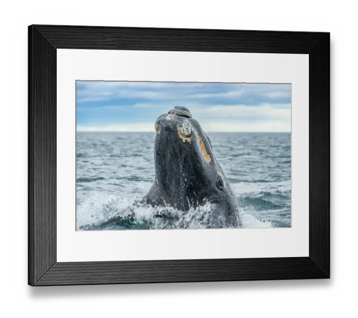 Framed Print : Southern right whale (Eubalaena australis) breaching. Golfo Nuevo, Peninsula Valdez, Chubut Province, Argentina, Atlantic Ocean Framed Print : Southern right whale (Eubalaena australis) breaching. Golfo Nuevo, Peninsula Valdez, Chubut Province, Argentina, Atlantic Ocean