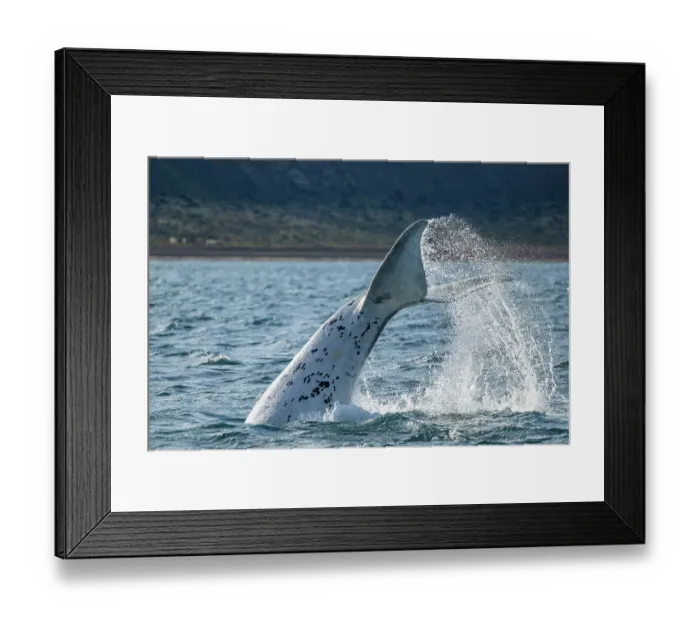 Framed Print : Southern right whale (Eubalaena australis) leucistic calf, lobtailing, Golfo Nuevo, Peninsula Valdez, Chubut Province, Argentina, Atlantic Ocean Framed Print : Southern right whale (Eubalaena australis) leucistic calf, lobtailing, Golfo Nuevo, Peninsula Valdez, Chubut Province, Argentina, Atlantic Ocean