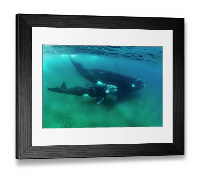 Framed Print : Southern right whales (Eubalaena australis) female and calf swimming together underwater, Golfo Nuevo, Peninsula Valdez, Chubut Province, Argentina, Atlantic Ocean Framed Print : Southern right whales (Eubalaena australis) female and calf swimming together underwater, Golfo Nuevo, Peninsula Valdez, Chubut Province, Argentina, Atlantic Ocean